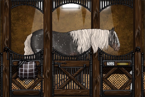 Horse Color:Liver Chestnut Appaloosa 