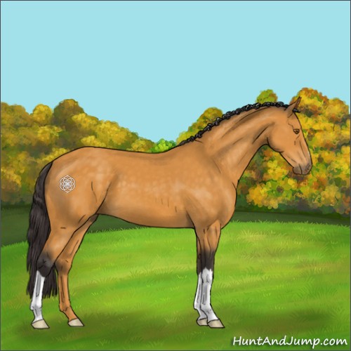 Horse Color:Buckskin