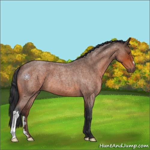 Horse Color:Bay Roan 