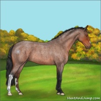 Horse Color:Bay Roan 