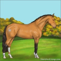 Horse Color:Buckskin 