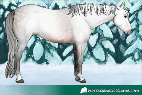 Horse Color:Gray Bay Rabicano 
