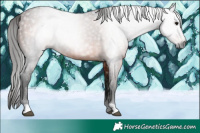 Horse Color:Gray Bay Rabicano 