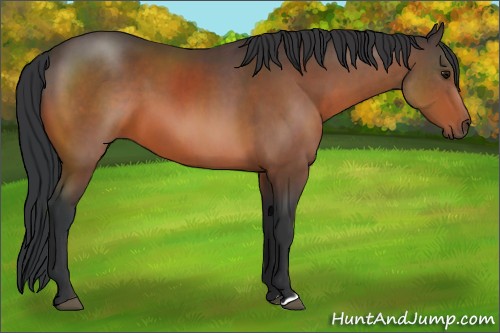 Horse Color:Bay 