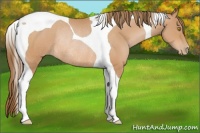 Horse Color:Bay Pearl Tobiano Rabicano