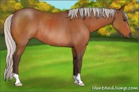 Horse Color:Silver Bay Rabicano