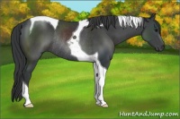 Horse Color:Black Tobiano Rabicano
