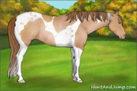 Horse Color:Brown Pearl Tobiano Rabicano