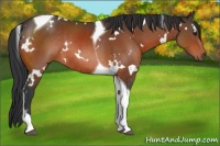 Horse Color:White Spotted Brown Tobiano Rabicano