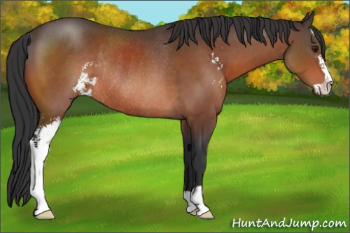 Horse Color:Brown Sabino Rabicano 