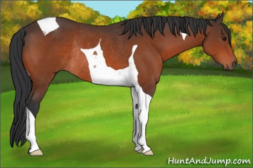 Horse Color:Brown Tobiano Rabicano 