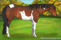 Horse Color:Brown Tobiano Rabicano