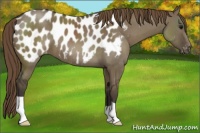 Horse Color:Smoky Grullo Appaloosa 