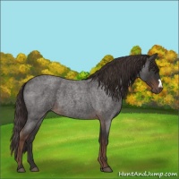 Horse Color:Liver Red Roan 