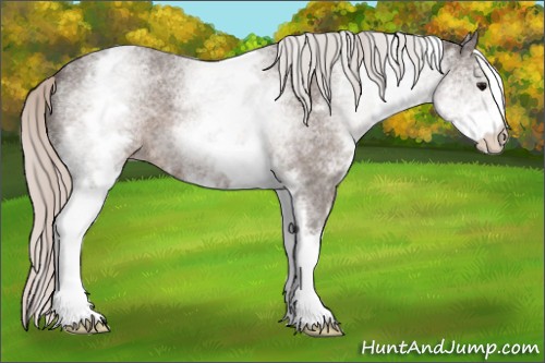 Horse Color:White Spotted Silver Blue Roan 