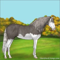 Horse Color:Silver Black Splash 