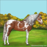 Horse Color:Silver Brown Tobiano 