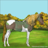 Horse Color:Painted Liver Red Dun Tobiano