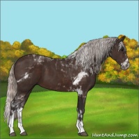 Horse Color:Silver Brown Tobiano 
