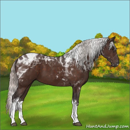 Horse Color:Silver Brown Tobiano Rabicano 