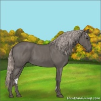 Horse Color:Silver Blue Roan Rabicano