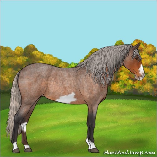 Horse Color:Silver Buckskin Roan Frame Rabicano