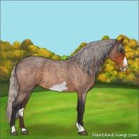 Horse Color:Silver Buckskin Roan Frame Rabicano
