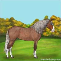 Horse Color:Silver Buckskin Roan Splash