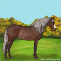 Horse Color:Silver Bay Rabicano 