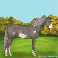Horse Color:Silver Black Frame