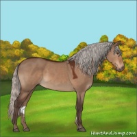 Horse Color:Silver Bay Dun Rabicano