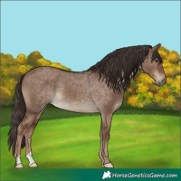 Horse Color:Liver Red Dun 