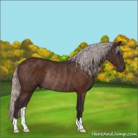 Horse Color:Silver Brown Rabicano