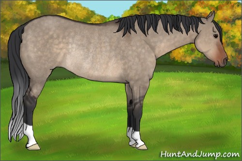 Horse Color:Brown Dun Rabicano 