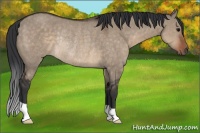 Horse Color:Brown Dun Rabicano