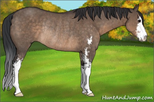 Horse Color:Brown Dun Sabino Rabicano 