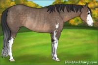 Horse Color:Brown Dun Sabino Rabicano