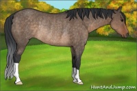 Horse Color:Brown Dun Rabicano