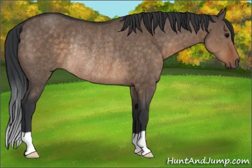Horse Color:Brown Dun Rabicano