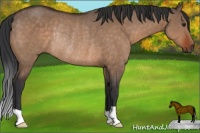 Horse Color:Brown Dun Rabicano