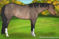 Horse Color:Brown Dun Rabicano