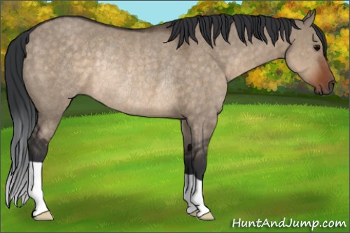 Horse Color:Brown Dun Rabicano