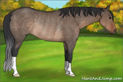 Horse Color:Brown Dun Rabicano