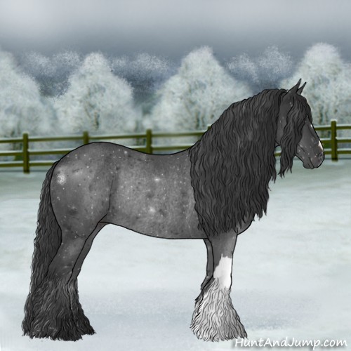 Horse Color:Black Rabicano