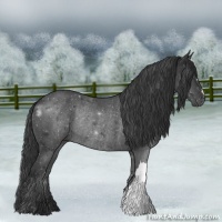 Horse Color:Black Rabicano 