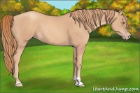 Horse Color:Gold Champagne Sabino 