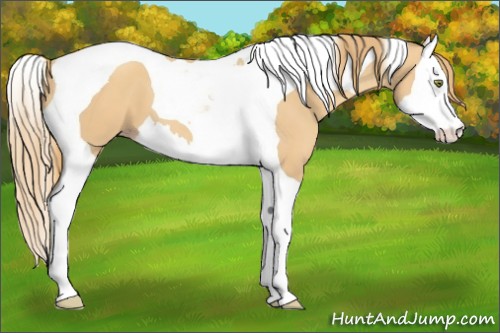 Horse Color:Gold Champagne Splash Tobiano