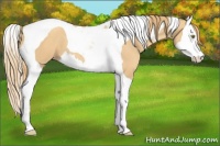 Horse Color:Gold Champagne Splash Tobiano 