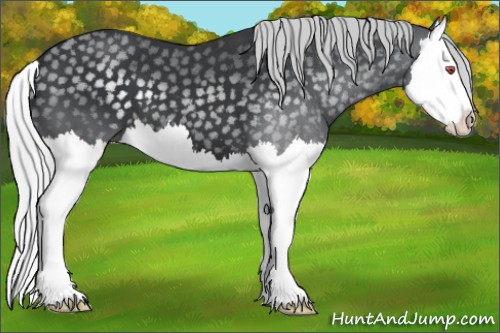 Horse Color:Silver Black Chinchilla Splash 