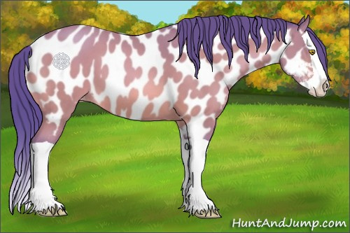 Horse Color:Watercolor Amber Champagne Splash Appaloosa 